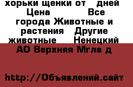 хорьки щенки от 35дней › Цена ­ 4 000 - Все города Животные и растения » Другие животные   . Ненецкий АО,Верхняя Мгла д.